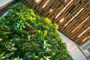 Living wall in sustainable buildings